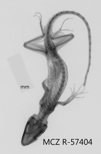 Media type: image;   Herpetology R-57404 Aspect: dorsoventral x-ray
